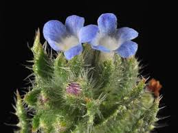 Image result for Orthochilus adenoglossus