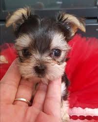 There are 378 morkie puppies for sale on etsy, and they cost $16.73 on average. Morkie Puppy For Sale In Michigan Petswall