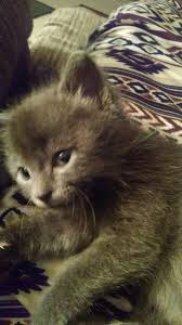 In this video i introduce you to. Free Kittens To Good Home Butler County Pa Flea Market Online