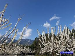 For your convenience, it is suggested to save the information you provide on your device. å—æŠ•ä¿¡ç¾©é„‰ æ–°ä¸­æ©«è³žèŠ±å¿…éŠ 2020è‰åªé ­æ«»èŠ±å­£ æŽèŠ± æ«»èŠ± æ¡ƒèŠ± çŽ‰å±±è§€å…‰èŒ¶ è¼•æ—…è¡Œ