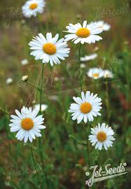 Image result for Erianthemum dregei