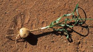 Image result for Dipcadi