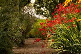 With their distinctive coned shaped flowers in whites, blues and purples, you cannot mistake the intense smell of the lilac as spring slips into summer. 6 Late Flowering Perennials Lisa Cox Garden Designs Blog