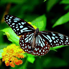 Click here to get an answer to your question largest butterflies in kerala female and male. 9 Butterflies Of Kerala India Ideas Kerala India Kerala Butterfly