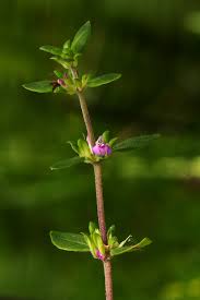 Image result for Justicia mollugo