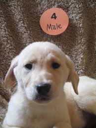 Maybe you would like to learn more about one of these? 5 Ckc Registered Pruebred Labrador Retriever Puppies For Sale In Caldwell Ohio Classified Americanlisted Com