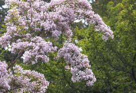 Check spelling or type a new query. 20 Drought Tolerant Shrubs For Your Yard
