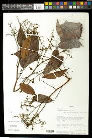 Image result for Dolichos subcapitatus