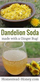 Dandelion Soda Recipe Naturally Fermented With A Ginger Bug Recipe In 2020 Soda Recipe Dandelion Recipes Fermentation Recipes