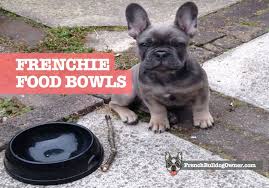 The 8 best foods for your french bulldog puppy. The Best French Bulldog Bowl The Size You Need To Stop Bloat