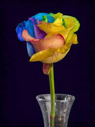 Most beautiful rose flower wallpaper 3856 wallpaper. 500 Beautiful Rose Pictures Download Free Images On Unsplash
