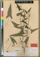 Image result for Fagopyrum snowdenii