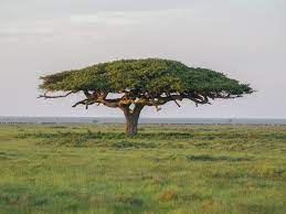 Regardless of growth habit, the crown of this plant is rounded, irregular, and spreading. 23 Species Of Acacia Trees And Shrubs