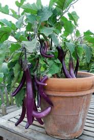 They grow up, instead of out, and they continue producing beans for a couple of months. Best Vegetables To Grow In Pots Most Productive Vegetables For Containers Balcony Garden Web