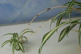 Propagating Spiderettes Learn How To Root Spider Plant Babies Spider Plant Babies Spider Plant Propagation Propagating Plants
