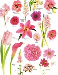 The pictured bouquets and their presentation are specific to sydney only deliveries. Flowers Types Of Flowers Flower Guide Flower Identification