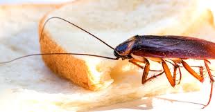 Homeadvisor's pest control cost guide gives average prices to hire a bug exterminator. How Can I Get Rid Of Cockroaches In My Stockton Ca Home Aai Pest Control