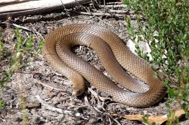 Snakes In Brisbane Avoiding Slithering Summer Visitors