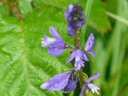 Image result for Polygala marensis