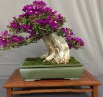 Bougainvillea Bonsai - San Diego Bonsai Club