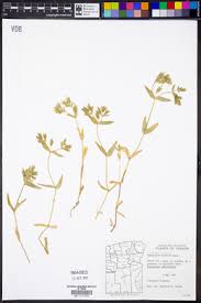 Image result for Cerastium octandrum