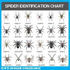 Realistic Spider Identification Chart Funny Life Hacks