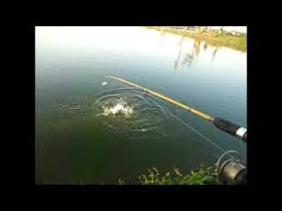 Mancing Ikan Di Tambak Lamongan Youtube