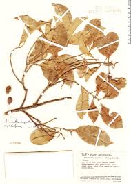 Image result for Chionanthus niloticus