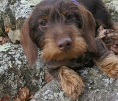 Chocolate And Tan Wire Hair Dachshund Wire Haired Dachshund New Puppy Dachshund