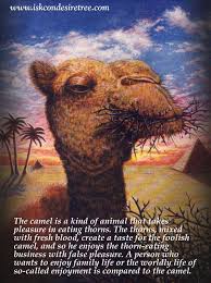 Trust in allah but tie your camel. Quotes About Camel 130 Quotes