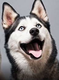  39 Ide Anjing Husky Terbaik Di 2021 Anjing Husky Anjing Siberian Husky