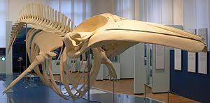Minke whales are widely distributed throughout tropical, temperate and polar regions. Minke Whale Wikipedia