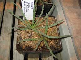 Image result for Quassia undulata