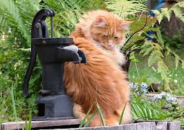 It is one of the oldest natural breeds in north america. Nz Maine Coon Cat Club Inc é¦–é¡µ Facebook