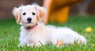 Labradoodle puppies for adoption uk. Mini Labradoodle A Complete Guide To The Miniature Labradoodle Dog