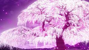 190 sakura hd wallpapers and background images. 41 Anime Cherry Blossom Wallpaper On Wallpapersafari