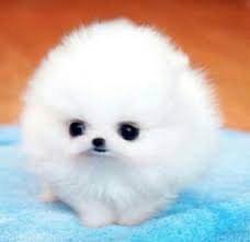 Maybe you would like to learn more about one of these? 58 Fluffy Puppies Ideas Puppies Fluffy Puppies Cute Animals