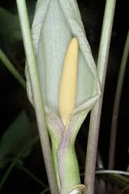 Image result for Xerophyta pauciramosa