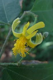 Image result for Grewia retinervis