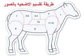 10 خطوات طريقة تقسيم الاضحيه بالصور