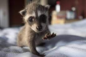 Orphaned Baby Raccoons At Wildcare Wildcare