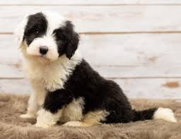 Get started with an application now. Sheepadoodle Puppies Fro Sale Online Iowa Sheepadoodle Breeder