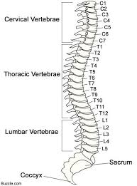 They consist of the word to plus a verb. Draw The Diagram Of Backbone Draw It Neat How To Draw Ts Of Spinal Cord Very Often When Drawing Diagrams We Will Want To Draw A Grid