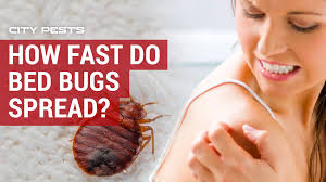 Ultrasonic pest repellers sound like an amazing tool that makes pest control a breeze. How Fast Do Bed Bugs Spread From Room To Room Correct Answer