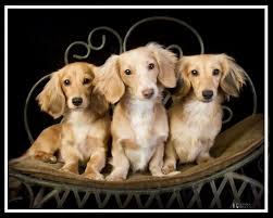 1,984 likes · 17 talking about this. Our Heavenly Dachshunds