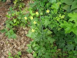 Image result for Maerua becquetii