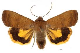 Image result for Noctua interjecta