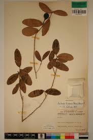 Image result for Salacia kraussii