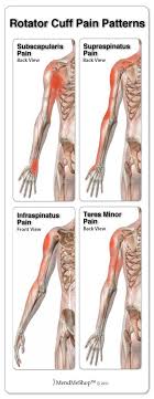 The most common cause of shoulder pain is overexertion of a muscle or injury to it. Pin On Shoulder Pain