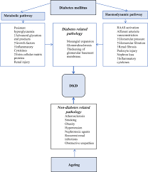 These are the patients we will be treating! Diabetic Kidney Disease In Older People With Type 2 Diabetes Mellitus Improving Prevention And Treatment Options Springerlink